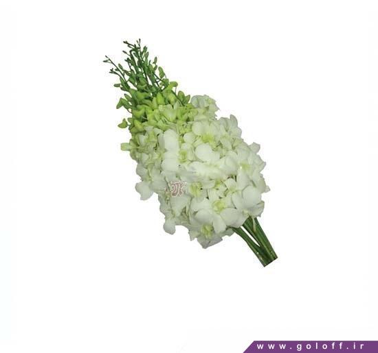 سفارش گل ارکیده دندروبیوم وایت سان شاین - Dendrobium Orchids | گل آف
